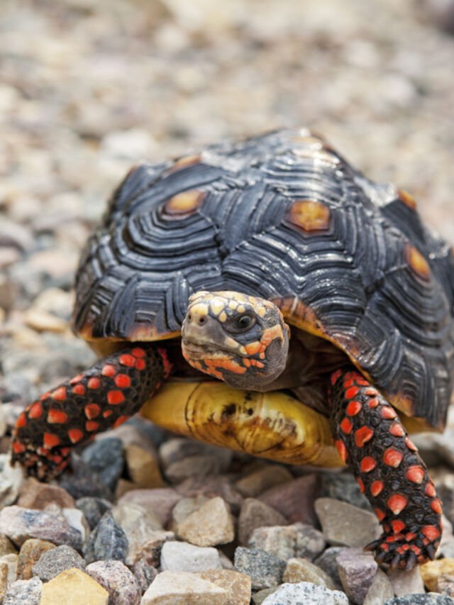 All About the Red-Footed Tortoise