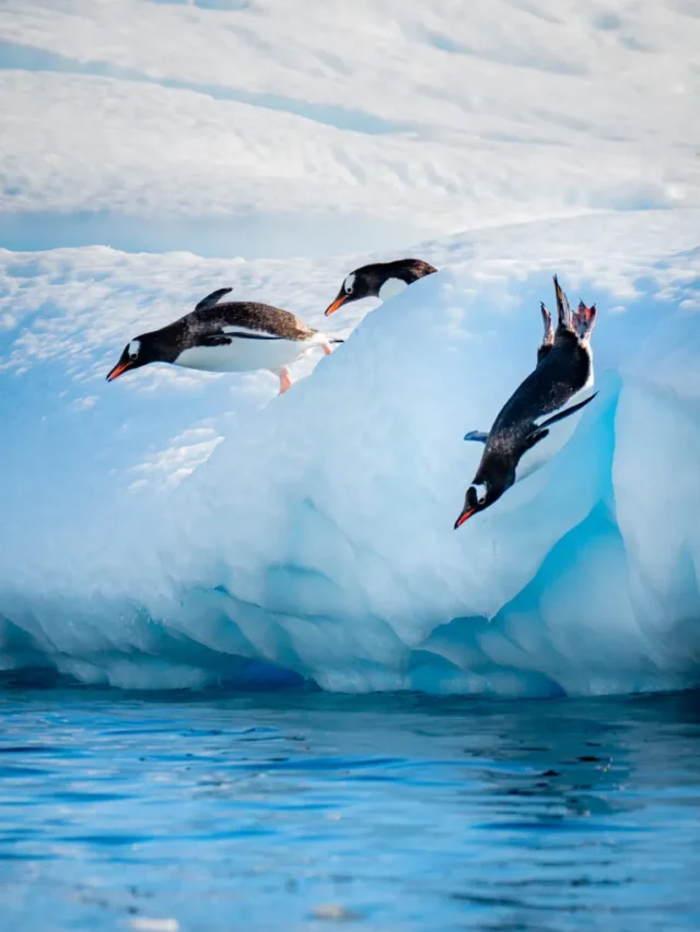 10 Lesser-known Facts About Antarctica