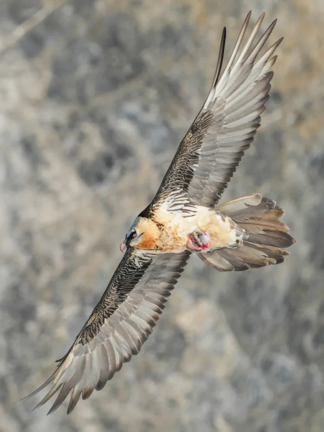 Feathered Foes? The World’s Deadliest Birds