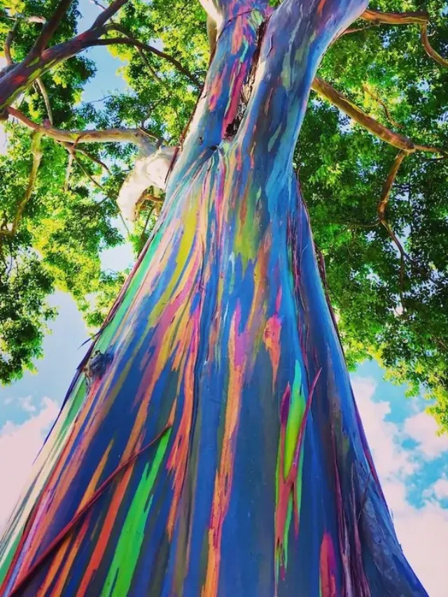 Nature’s Paintbrush: The Magical Rainbow Eucalyptus