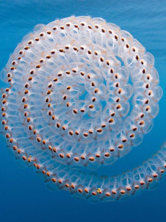 Meet the Salp: Ocean's Strangest Jelly-like Creature | Let's Talk Geography