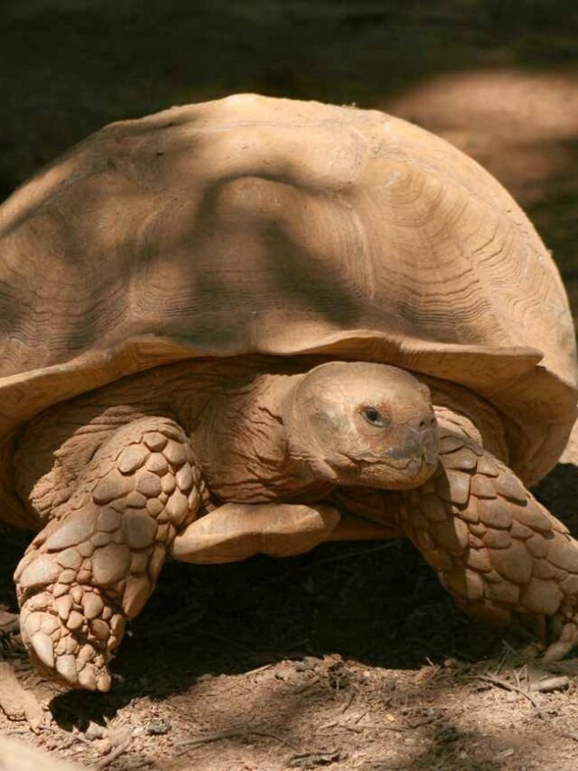 7 Facts About the African Spurred Tortoise