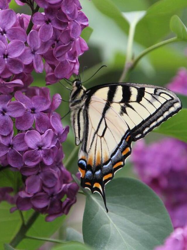 The 7 Best Bushes To Plant For Attracting Butterflies 