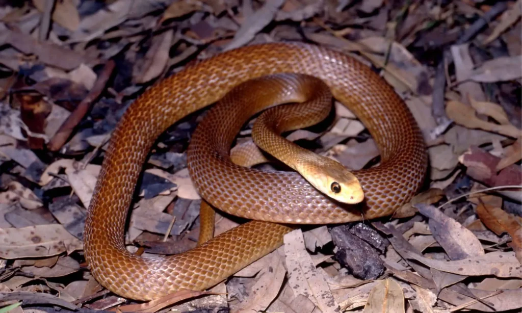 A Coastal Taipan, the world's third most venomous snakes, coiled on sand. It has a slender body covered in pale brown scales, with a distinctly darker head.