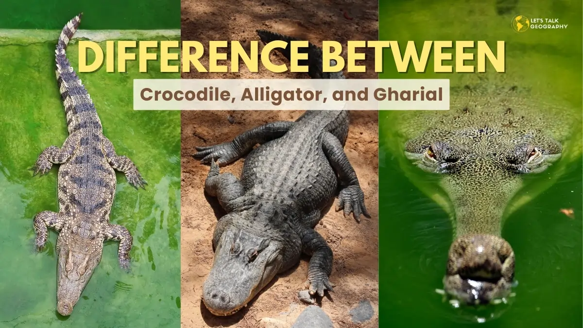 Difference between Crocodile Alligator and Gharial