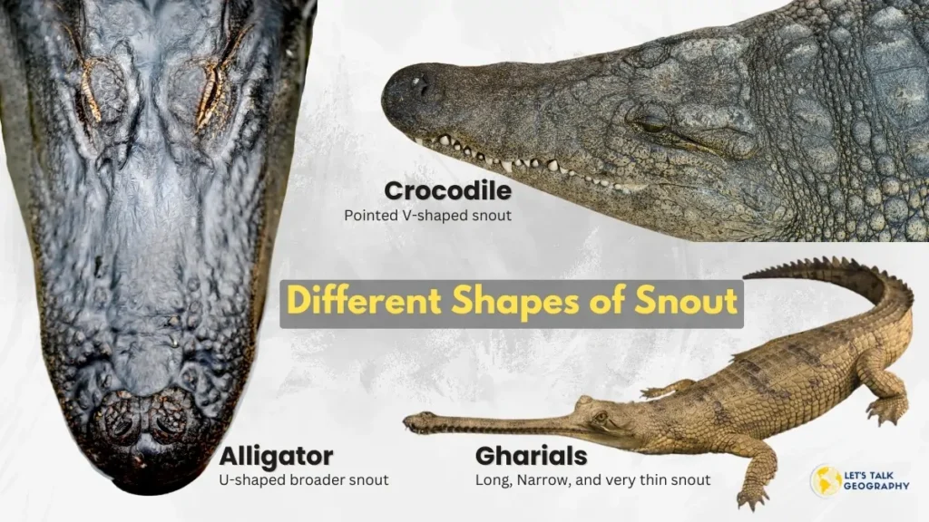 Differences Between Crocodile Alligator and Gharial