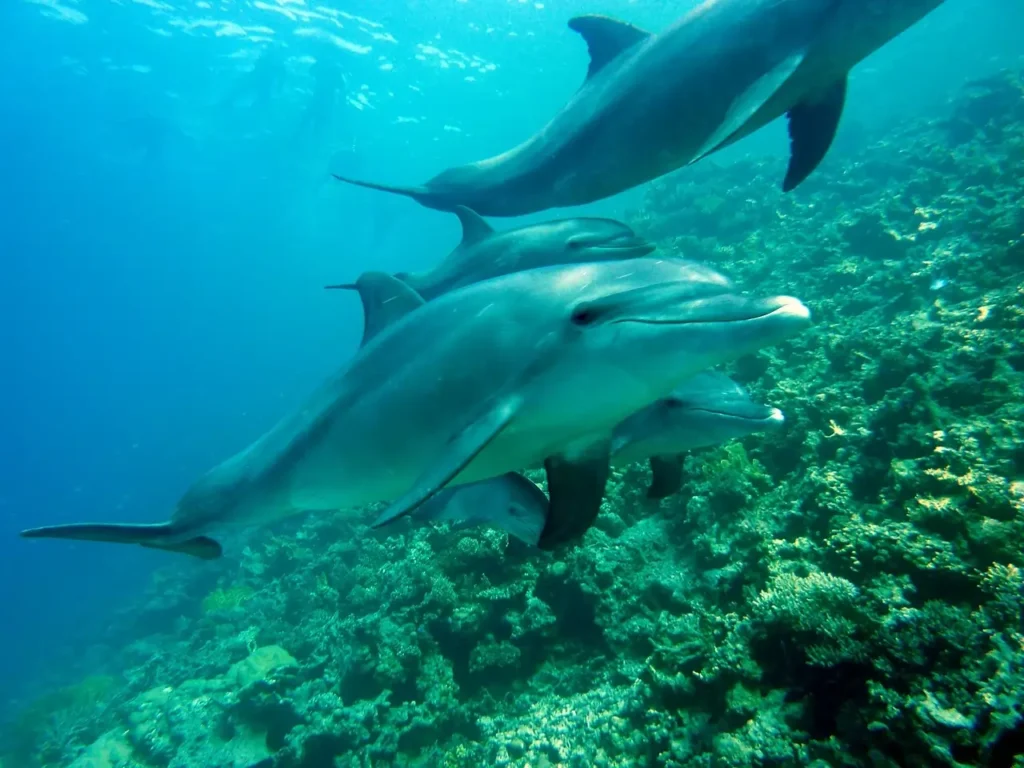 Marine Food Web