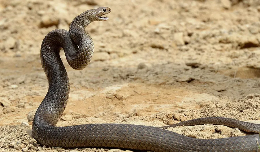 A slender, brown Eastern Brown Snake poised in a defensive posture with its head and neck raised, ready to strike.