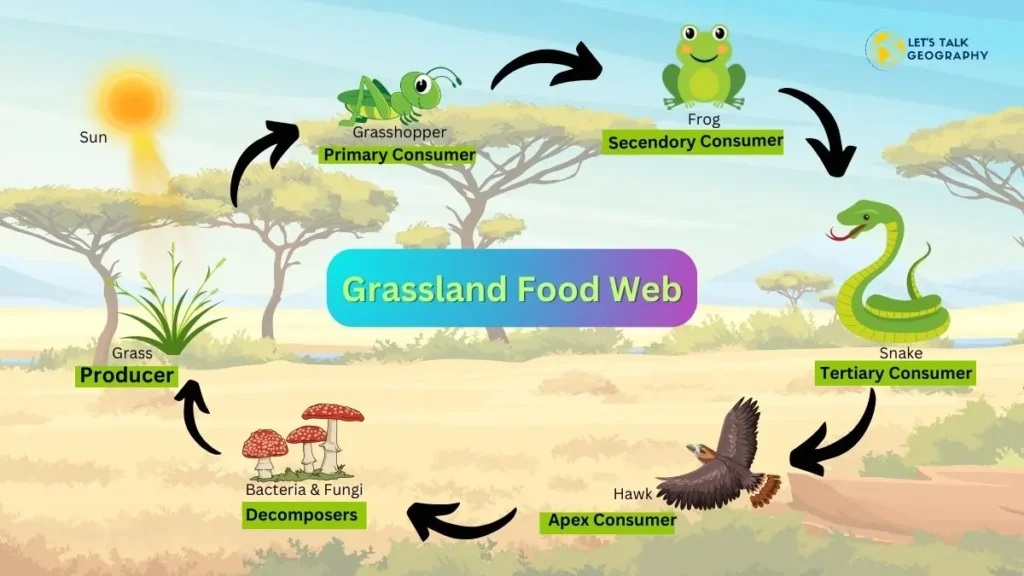 Grassland Food Web |