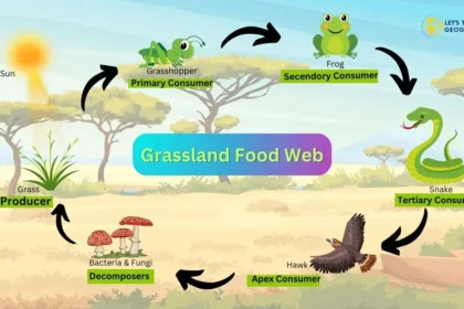 Grassland Food Web