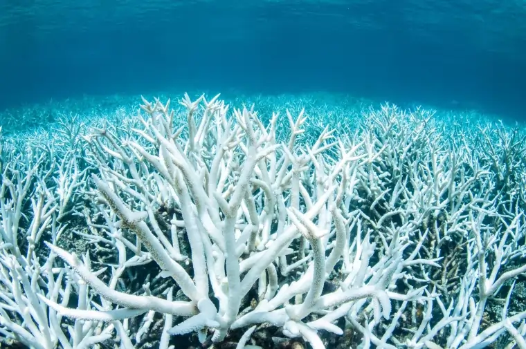 Great Barrier Reef bleach