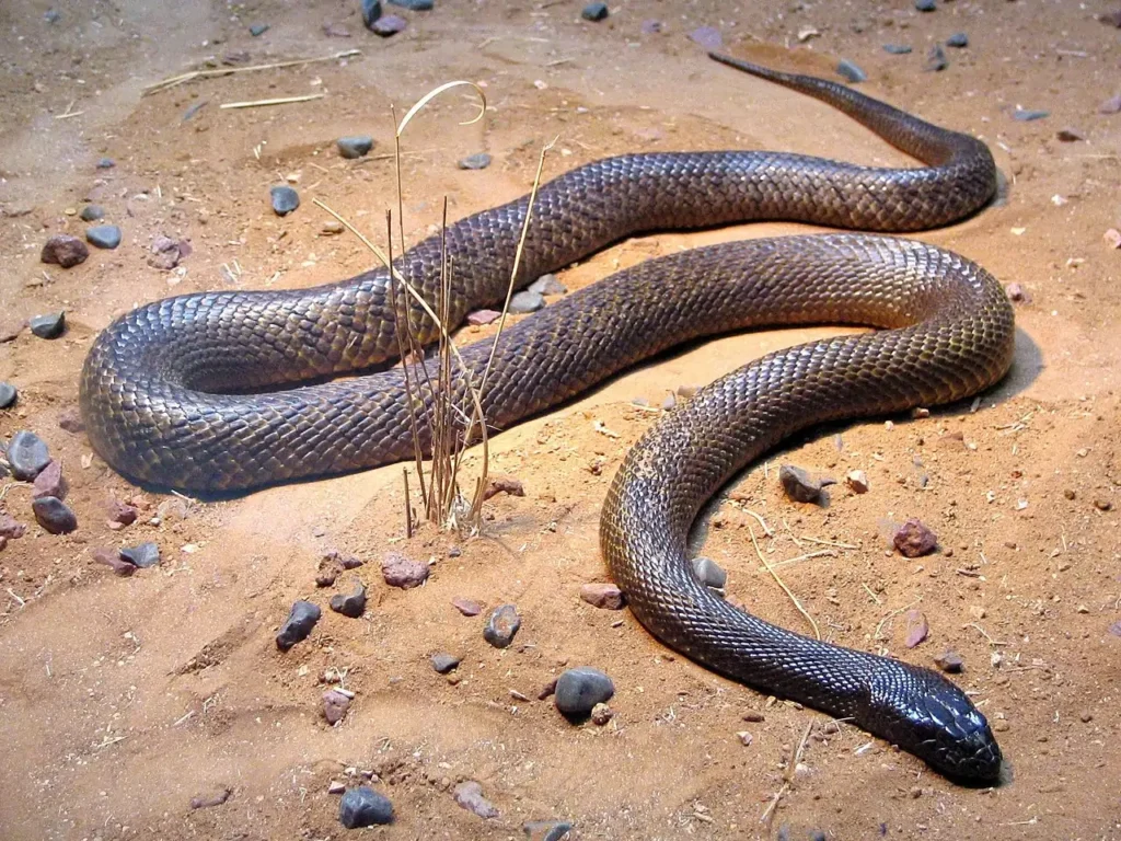venomous snakes: Inland Taipan