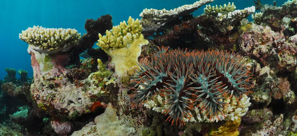 Why is the Great Barrier Reef important?