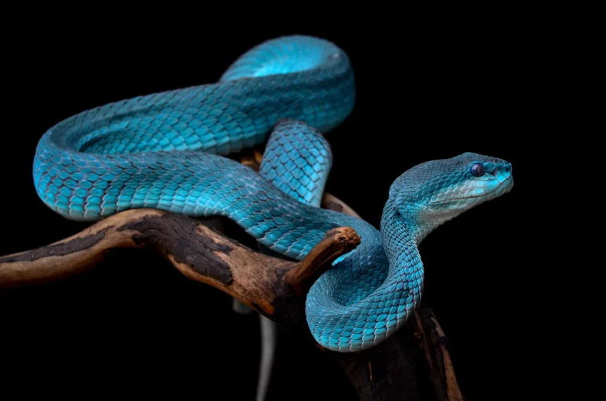 A close-up photo of a venomous snake's head, showcasing its fangs and scales.