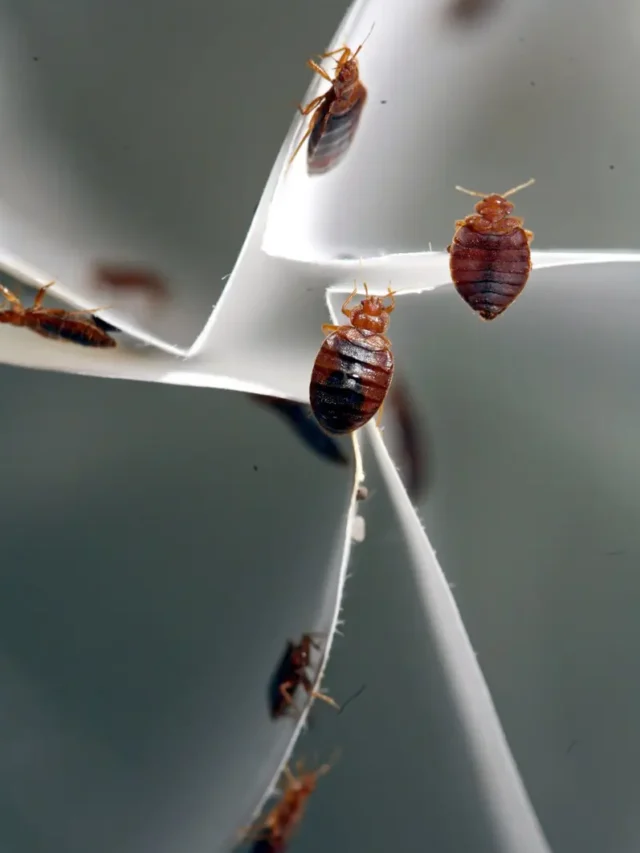 The Bed Bug Files: 10 Mind-Blowing Facts That Will Creep You Out