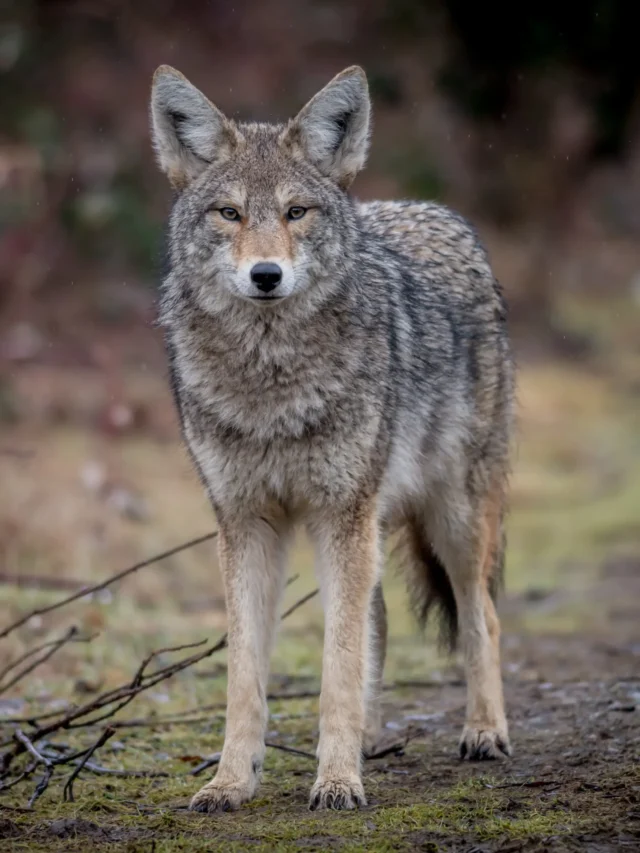 The 8 Scary Facts About Coyotes