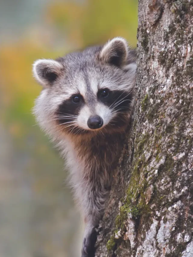 Raccoon Revelations: 12 Astonishing Raccoon Facts You Never Knew