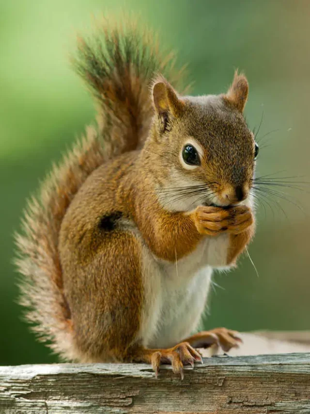 Squirrel Repellent: 10 Smells That Keep Squirrel Out of Your Garden
