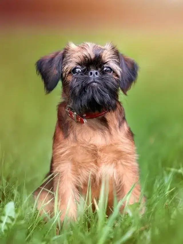 Beyond Cute: Top 10 Weirdest Dog Breeds That Will Amaze You