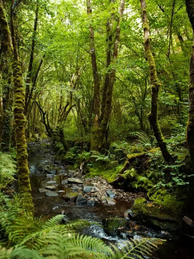 The Inland Rainforest of British Columbia: Canada’s Hidden Wilderness