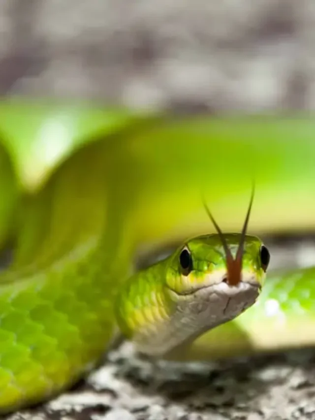10 Non-Venomous Snakes That Can Still Bite
