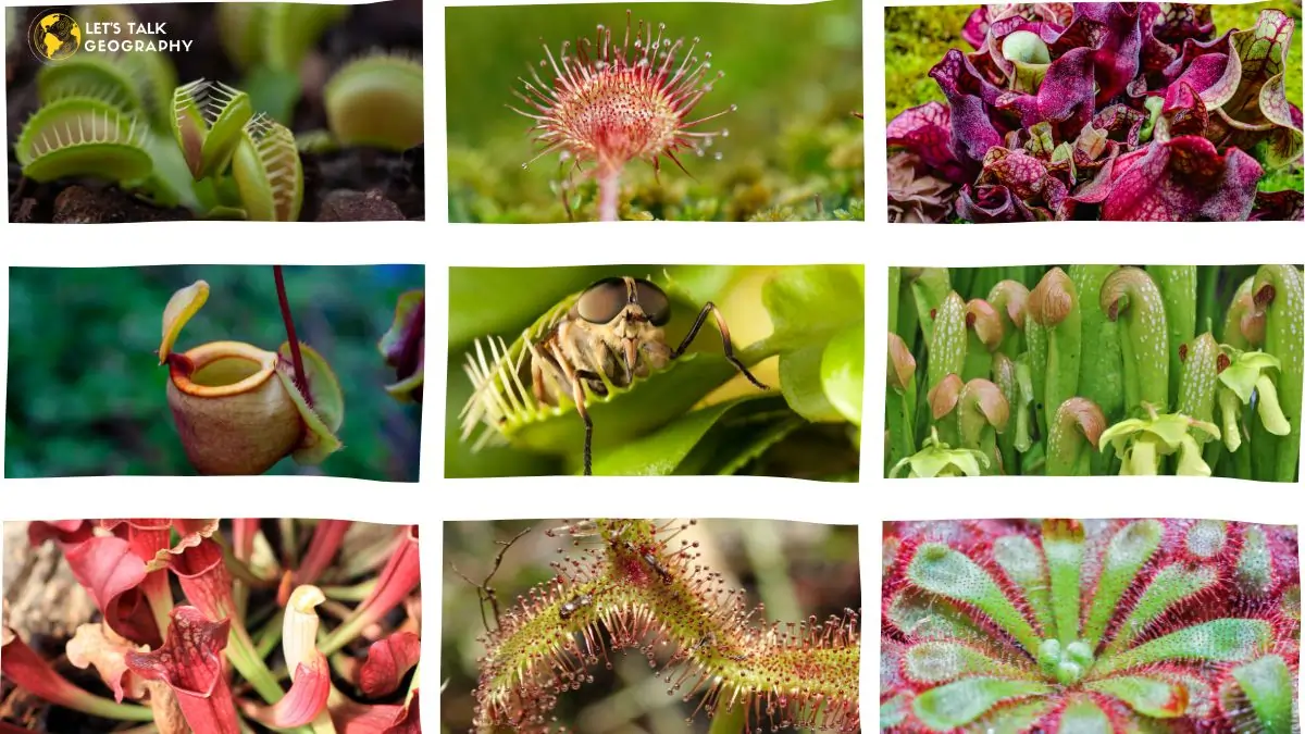 Carnivorous Plants