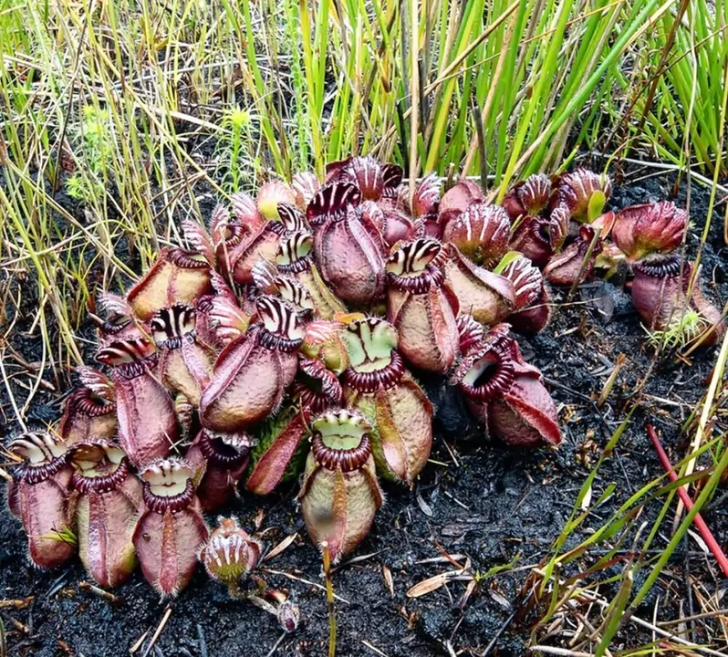 carnivorous plant