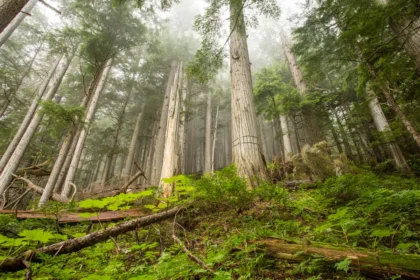 British Columbia's Inland Temperate Rainforest