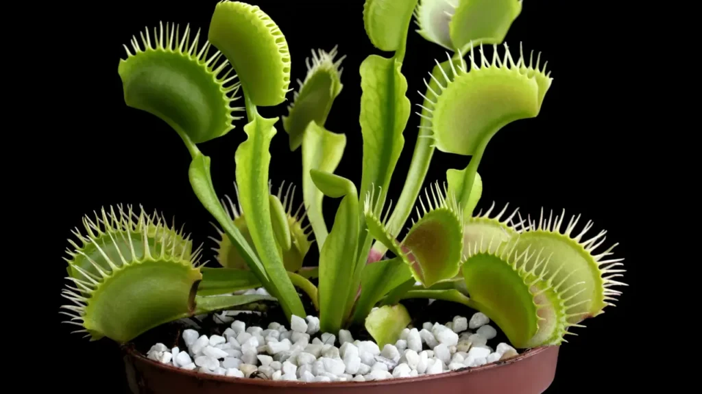 carnivorous plant