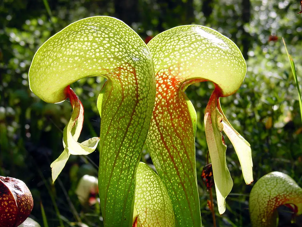 carnivorous plant