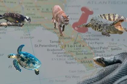 Endangered Species in Florida