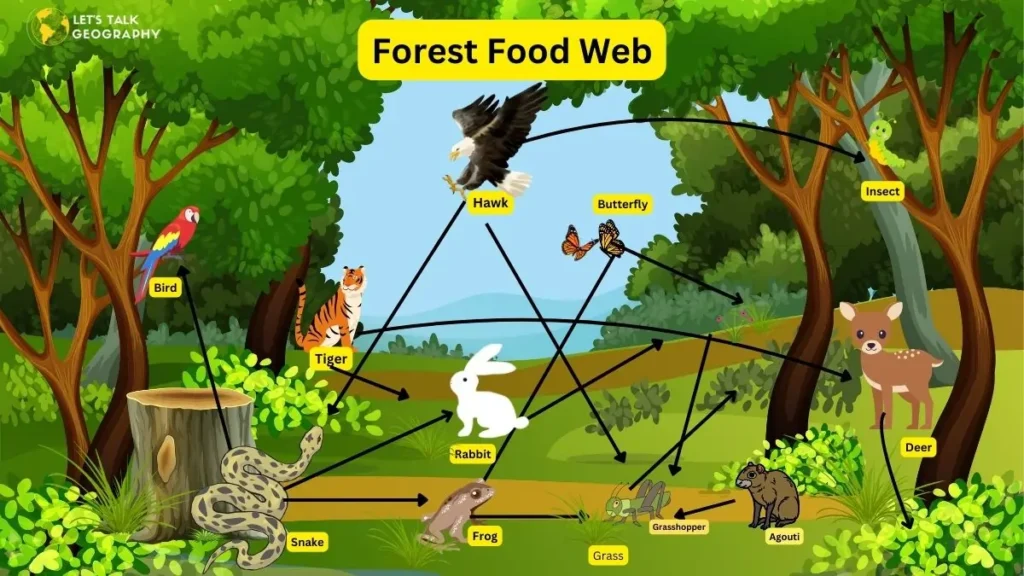 Forest Food Web