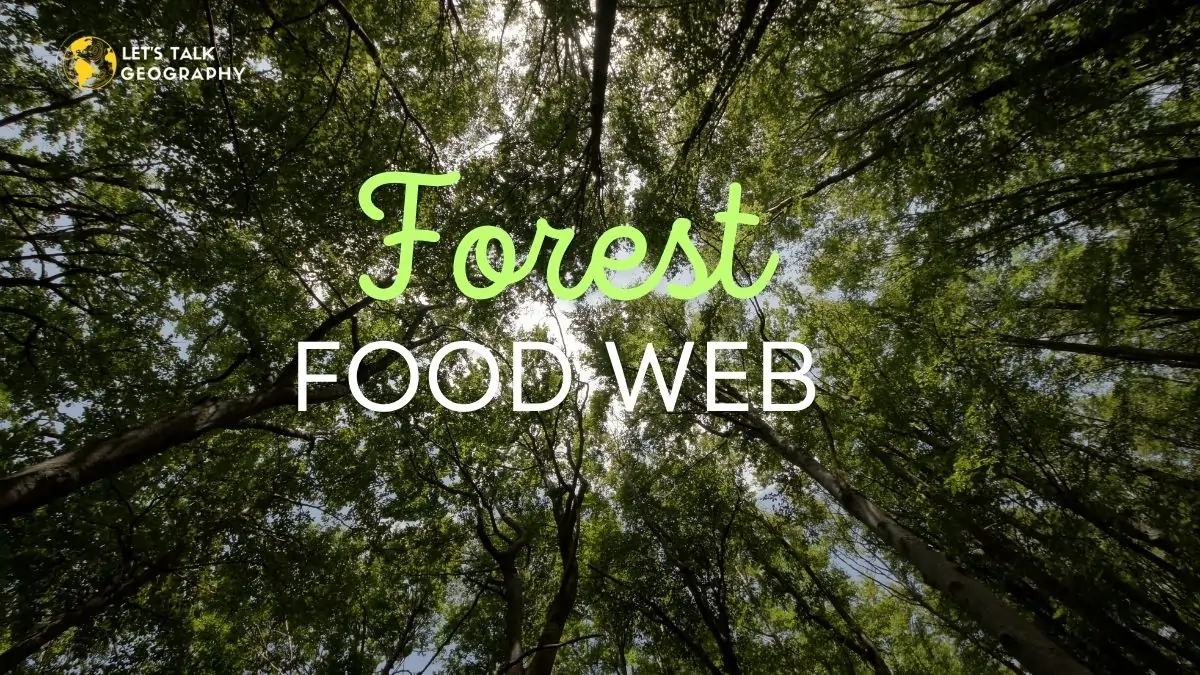Forest Food Web