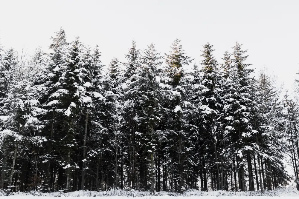 Pine trees have adopted to withstand harsh winter |