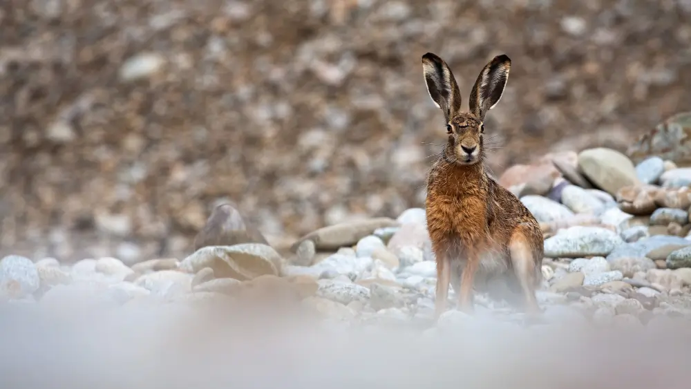 Snowshoe Hare |