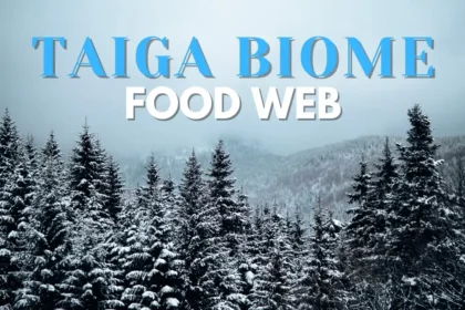 Taiga Biome Food Web