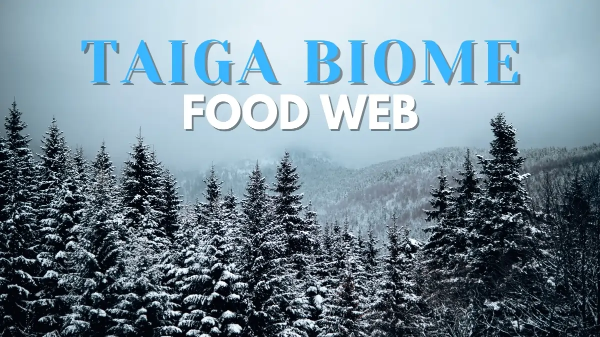 Taiga Biome Food Web
