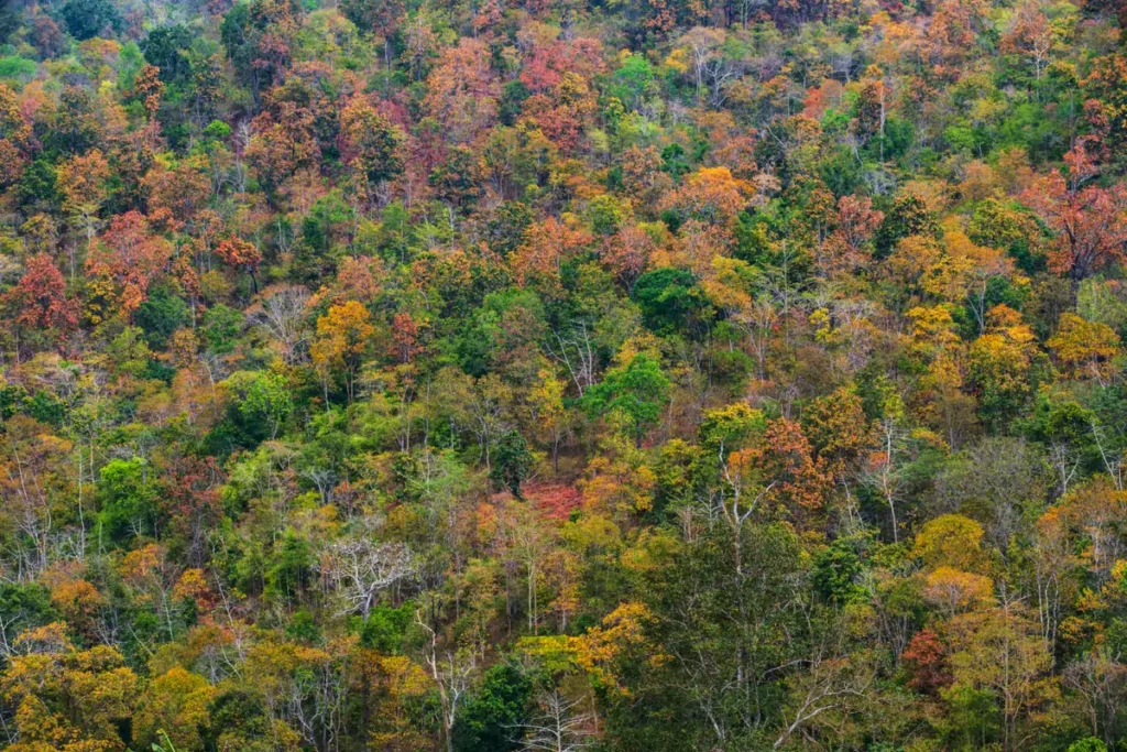 Deciduous Forest Food Web