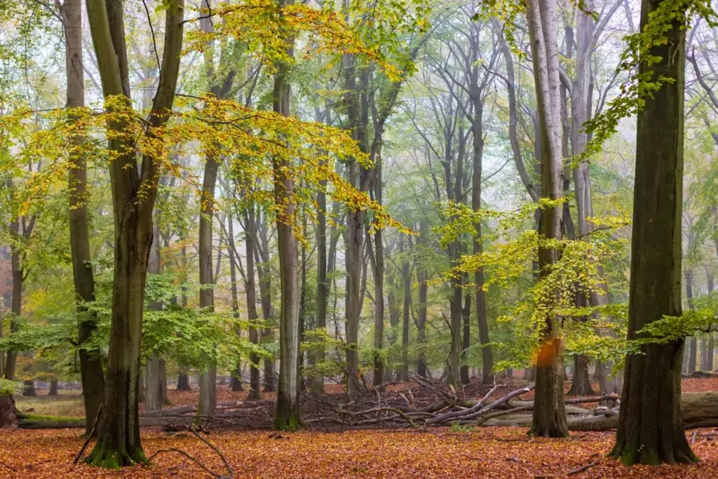 Deciduous Forest Food Web