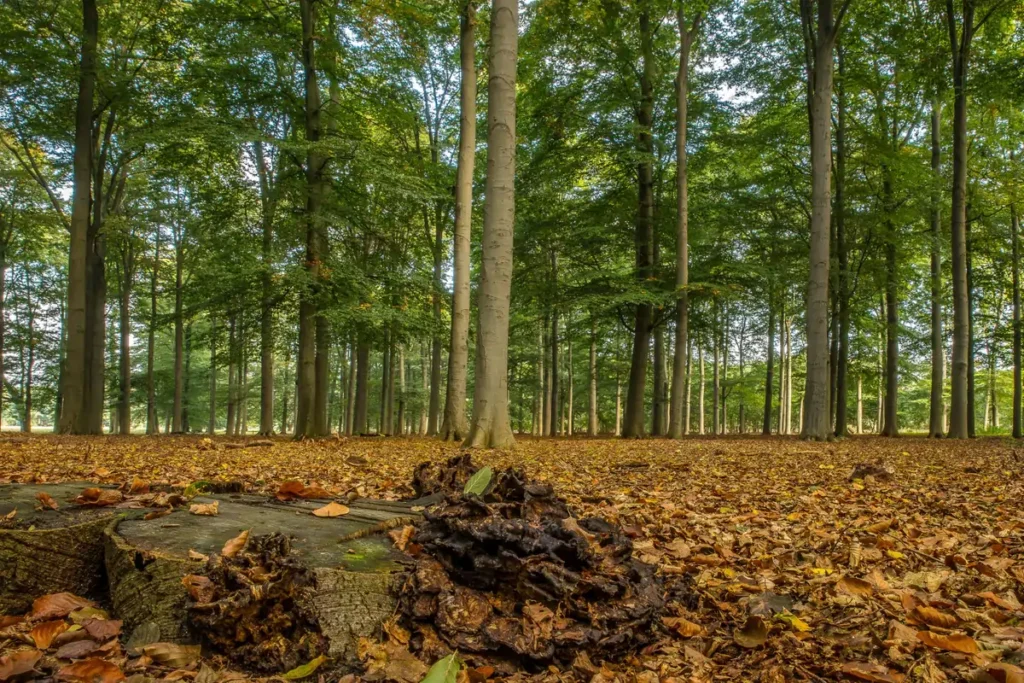 Deciduous Forest Food Web