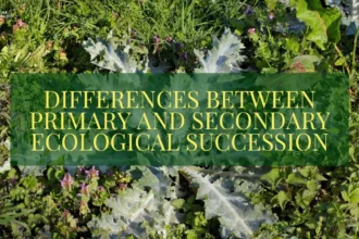 Primary and Secondary Ecological Succession