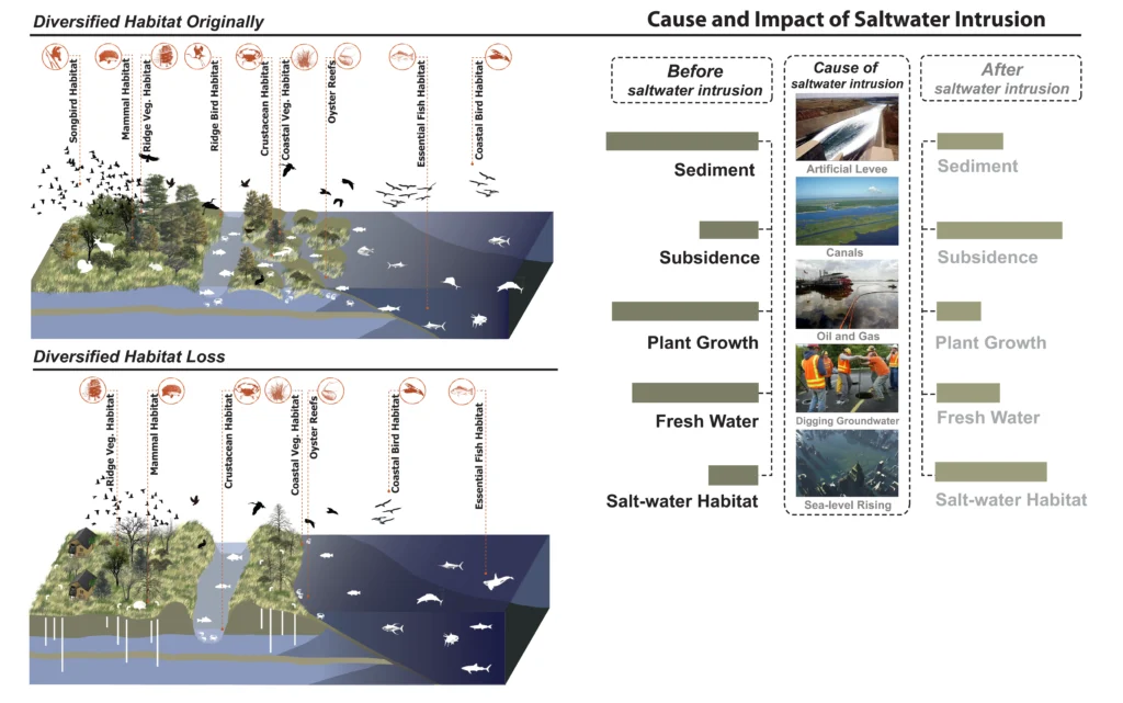 Illustration of coastal habitats showing diversified habitats before saltwater intrusion and habitat loss afterward, with causes like levees, canals, and groundwater extraction.