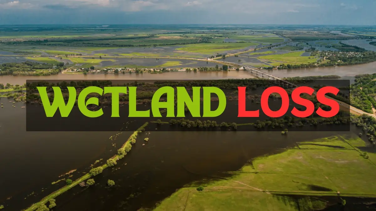 Wetland loss due to climate change impacting coastal cities in the U.S., increasing vulnerability to sea-level rise and storms.