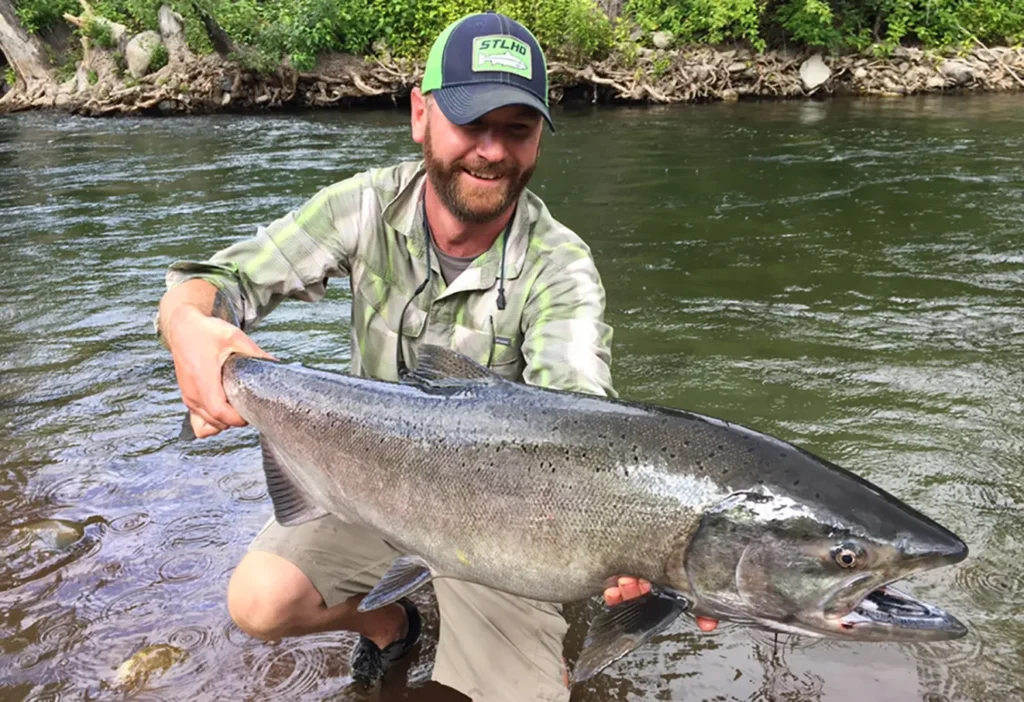 Chinook Salmon