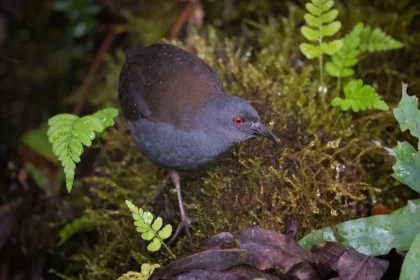 Galápagos Rail Returns to Floreana After 200 Years – A rare sight of this elusive bird in its natural habitat.