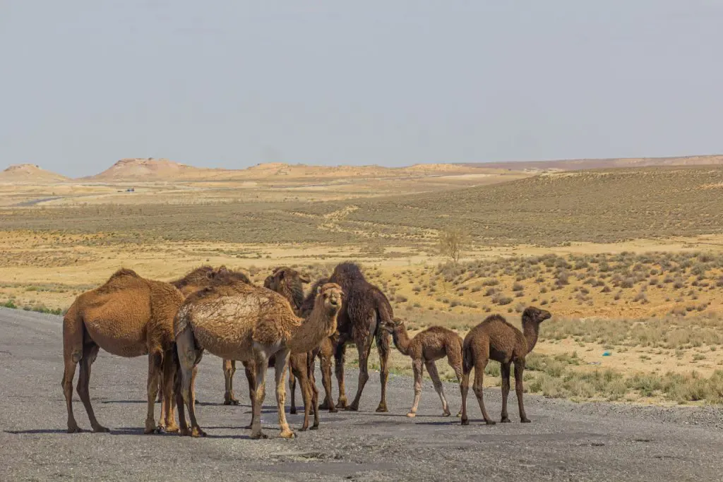 Karakum desert, Turkmenistan