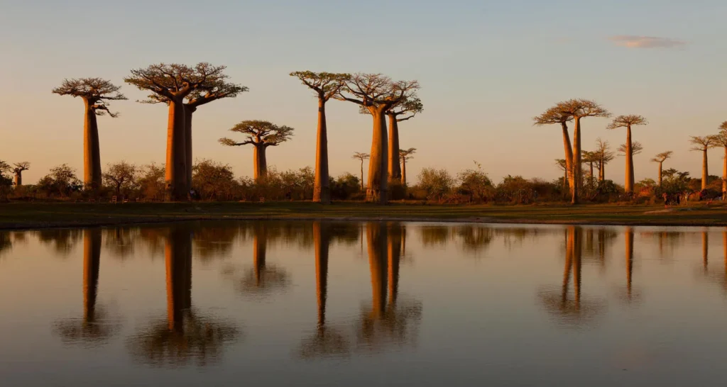 12 Most Unique Islands in the World: Don't Forget to Keep in Your Bucket List 6 Baobab Trees, Madagascar