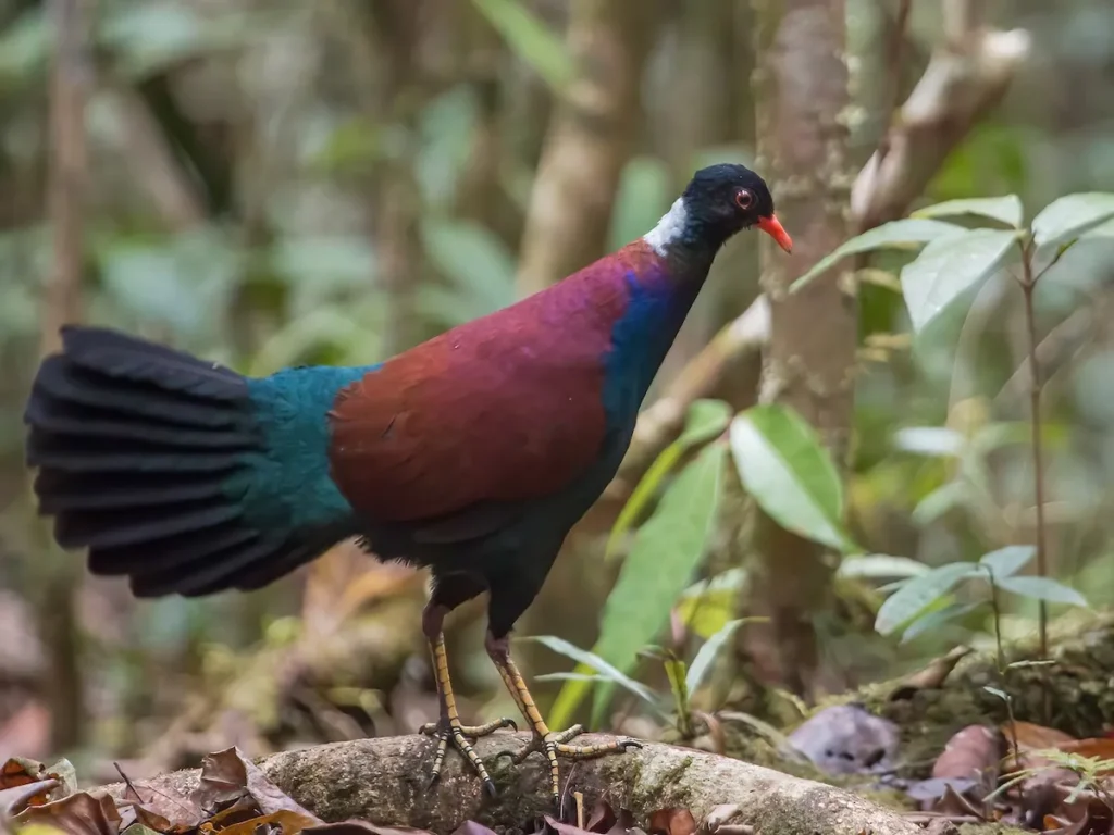Black-naped Pheasant-pigeon