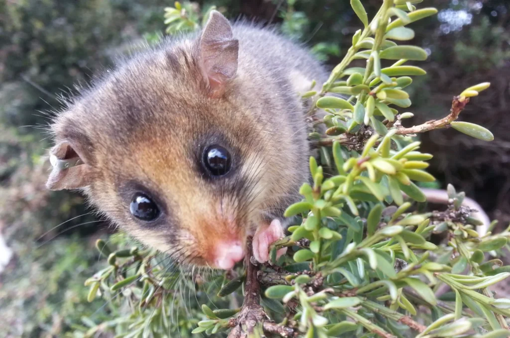Mountain Pygmy Possum