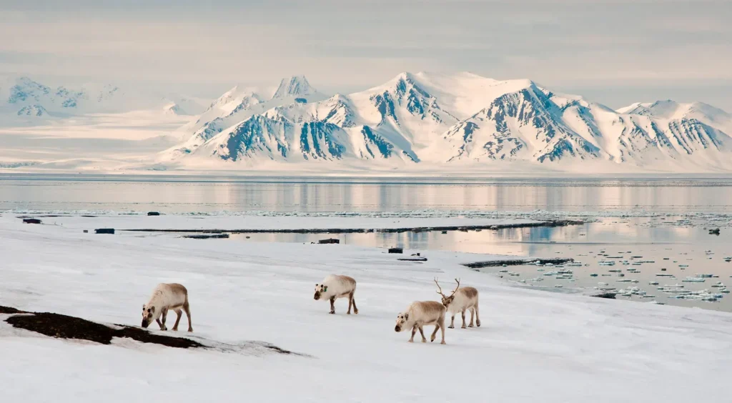 12 Most Unique Islands in the World: Don't Forget to Keep in Your Bucket List 7 Svalbard, Norway